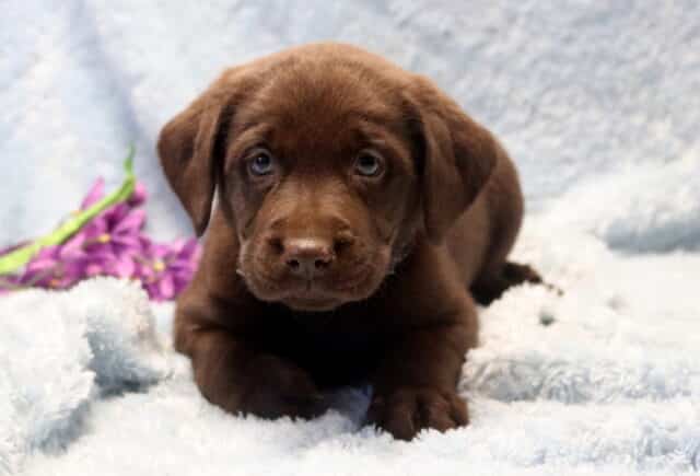 Chocolate Labrador Retriever puppy lying on a soft light blue blanket with purple flowers nearby, looking sweet and curious, family-raised, well socialized, and gentle-natured. image