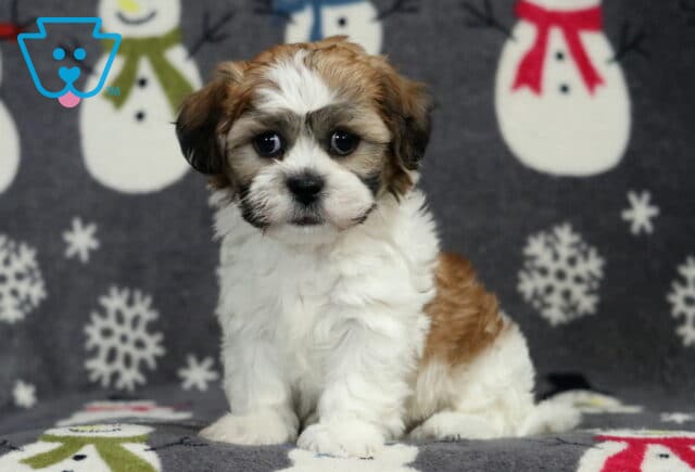 Shichon puppy sitting on a festive snowman blanket, featuring a fluffy white coat with warm brown markings, expressive dark eyes, and a sweet, alert expression against a cozy winter-themed backdrop. image