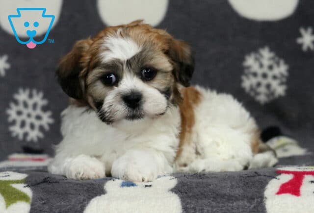 Shichon puppy lying on a winter snowman blanket, showing a fluffy white coat with soft brown facial markings, round dark eyes, and a calm, cuddly expression in a cozy studio setting. image