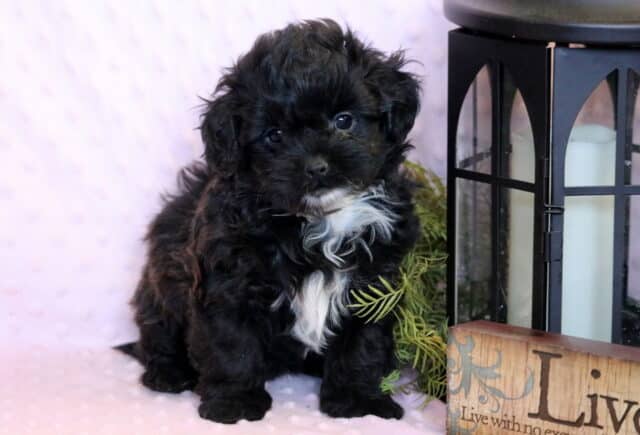 Casanova Shihpoo image