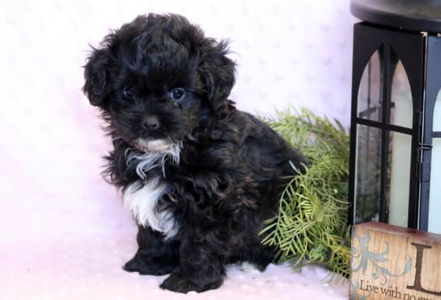 Casanova Shihpoo2 image