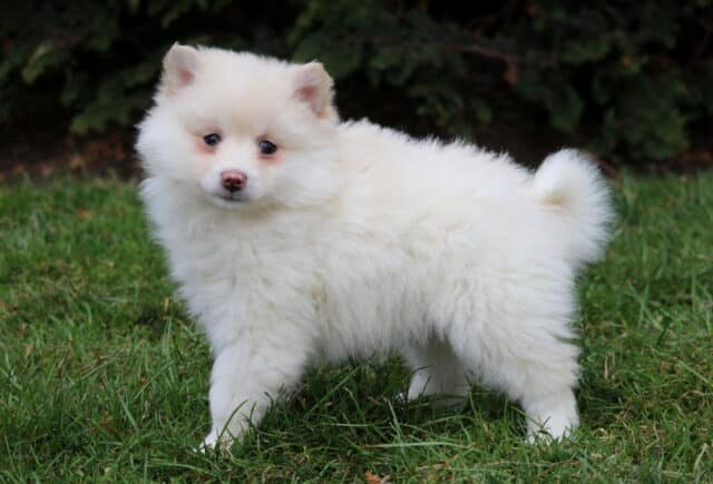 Fluffy white Pomsky puppy standing on green grass outdoors, featuring a plush coat, curled tail, small upright ears, and soft blue-gray eyes. image