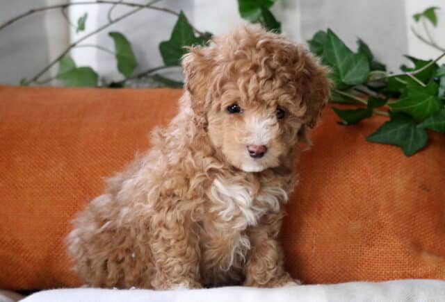 Cassie Cockapoo image