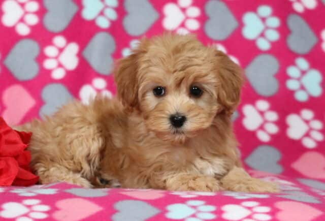 Fluffy apricot Havapoo puppy lying on a pink blanket with heart and paw print patterns, posing sweetly beside a red rose with bright, curious eyes. image