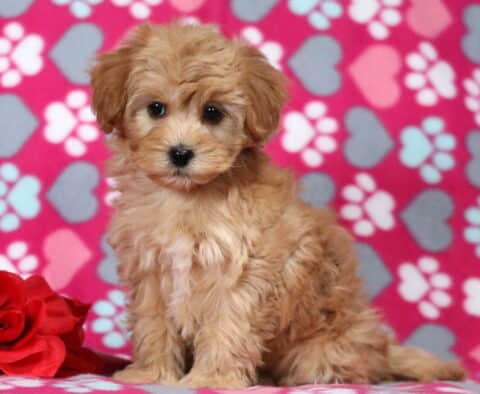 Adorable apricot Havapoo puppy sitting on a pink heart and paw print blanket, posing beside a red rose with soft curls and a sweet, gentle expression.