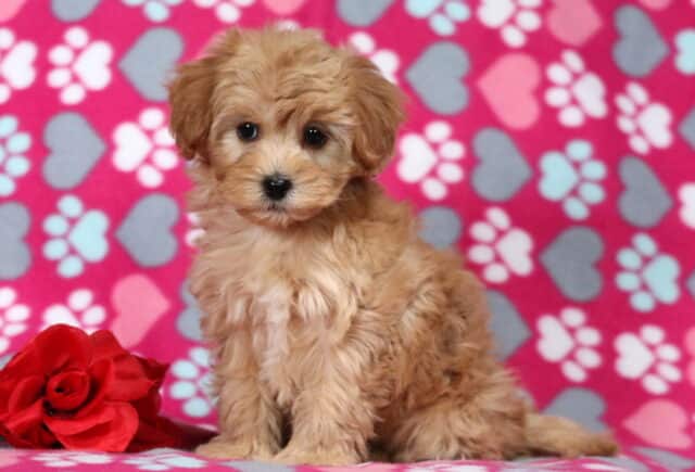 Adorable apricot Havapoo puppy sitting on a pink heart and paw print blanket, posing beside a red rose with soft curls and a sweet, gentle expression. image