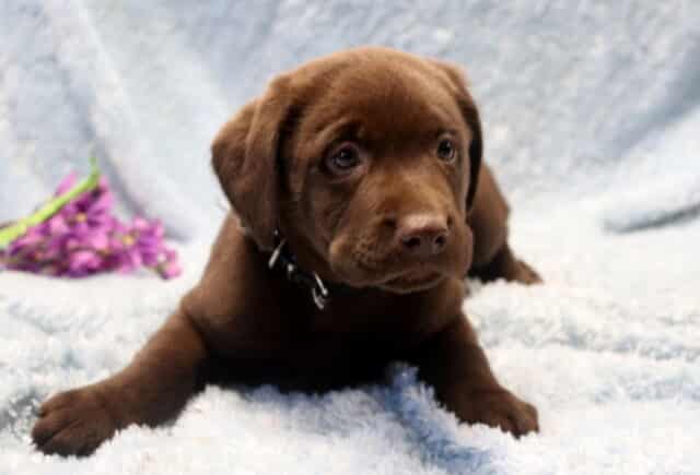 Chocolate Labrador Retriever puppy lying on a plush light blue blanket with purple flowers nearby, looking sweet and curious, well socialized and family raised. image