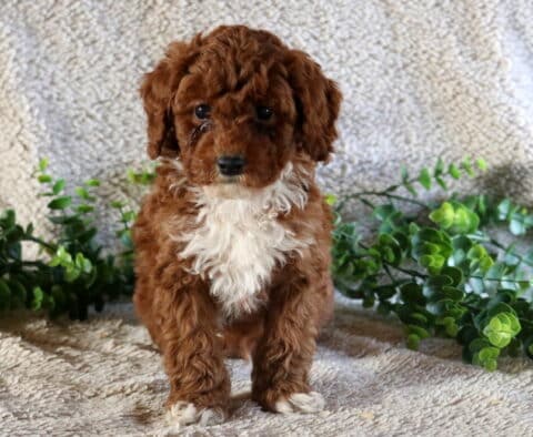 Chance Mini Poodle