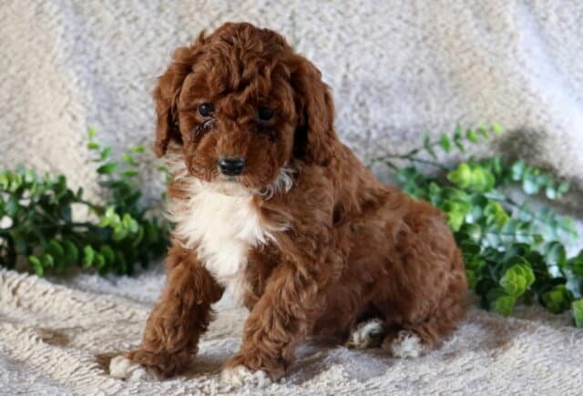 Chance Mini Poodle2 image