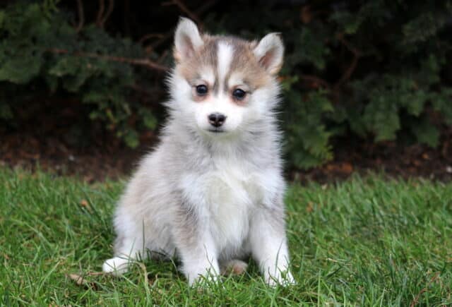 Charity Pomsky image