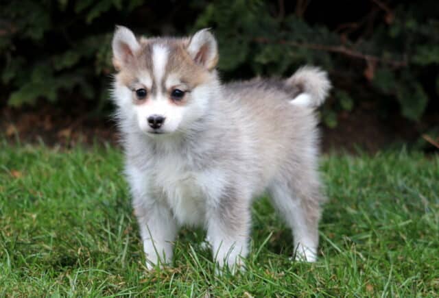 Charity Pomsky2 image