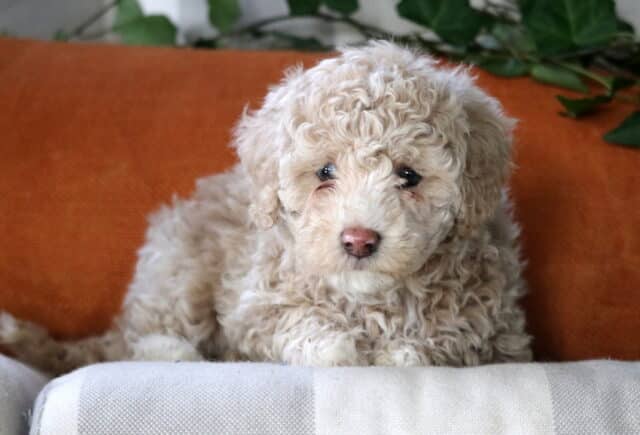 Charm Cockapoo image