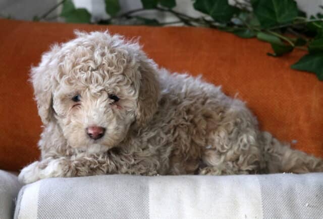 Charm Cockapoo2 image