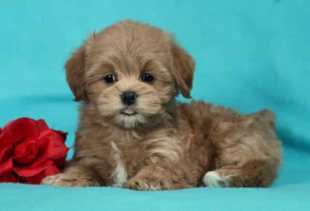 Adorable chocolate Havapoo puppy lying on a teal blue backdrop beside a red rose, showing a fluffy wavy coat, round dark eyes, and a playful little tongue peeking out. image