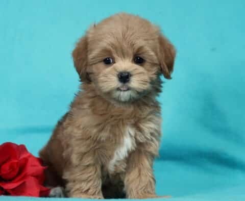 Sweet chocolate Havapoo puppy sitting against a bright teal background next to a red rose, featuring a fluffy curly coat, expressive dark eyes, and a tiny tongue peeking out for a playful look.