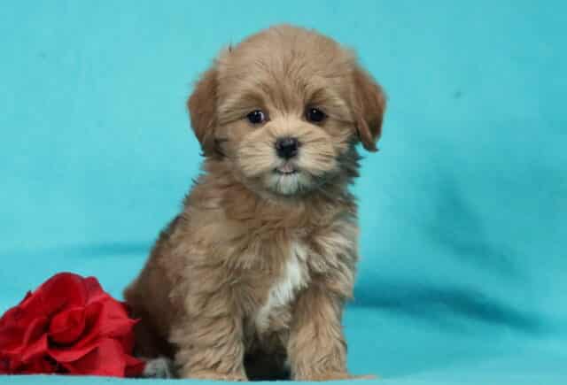 Sweet chocolate Havapoo puppy sitting against a bright teal background next to a red rose, featuring a fluffy curly coat, expressive dark eyes, and a tiny tongue peeking out for a playful look. image