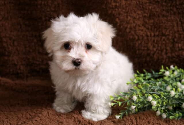 Tiny white Maltese puppy standing on a soft brown blanket beside green foliage, featuring a fluffy coat, round dark eyes, and a sweet, curious expression. image