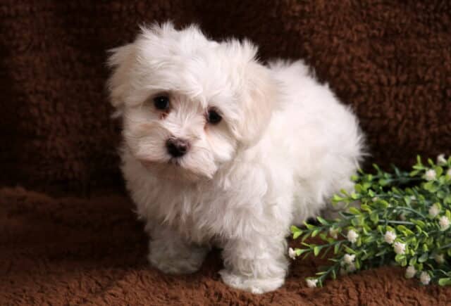 Adorable white Maltese puppy standing on a brown blanket beside green foliage, with fluffy fur, dark eyes, and a sweet, curious expression. image