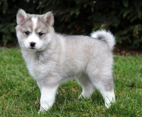 Gray and white Pomsky puppy standing on green grass outdoors, showcasing a plush Husky-like coat, curled tail, and alert pointed ears.