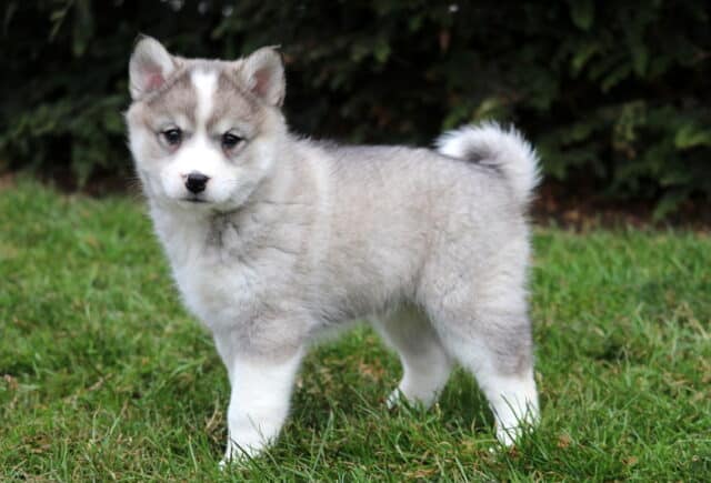 Gray and white Pomsky puppy standing on green grass outdoors, showcasing a plush Husky-like coat, curled tail, and alert pointed ears. image