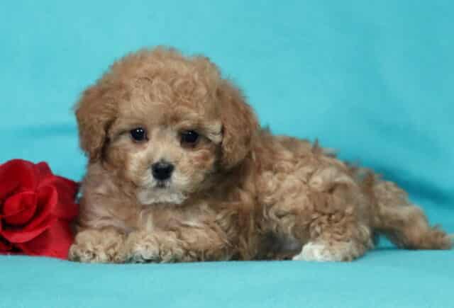 Curly apricot Havapoo puppy lying on a bright blue backdrop beside a red rose, showing a fluffy hypoallergenic coat, round dark eyes, and a calm, cuddly expression. image