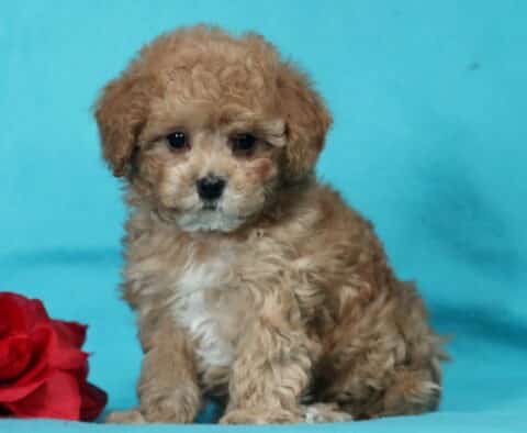 Fluffy apricot Havapoo puppy sitting on a bright blue backdrop next to a red rose, featuring a curly hypoallergenic coat, round dark eyes, and a sweet, gentle expression.