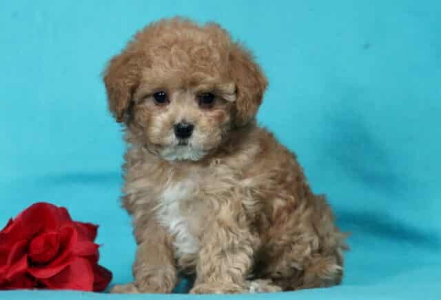 Fluffy apricot Havapoo puppy sitting on a bright blue backdrop next to a red rose, featuring a curly hypoallergenic coat, round dark eyes, and a sweet, gentle expression. image