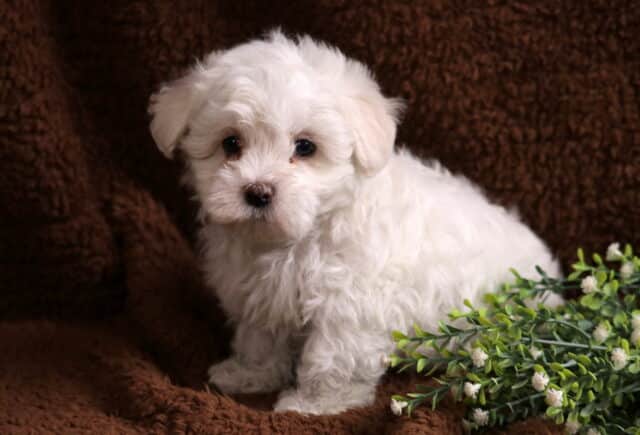 Fluffy white Maltese puppy standing on a brown blanket beside green foliage, highlighting its soft coat, dark eyes, and gentle expression. image