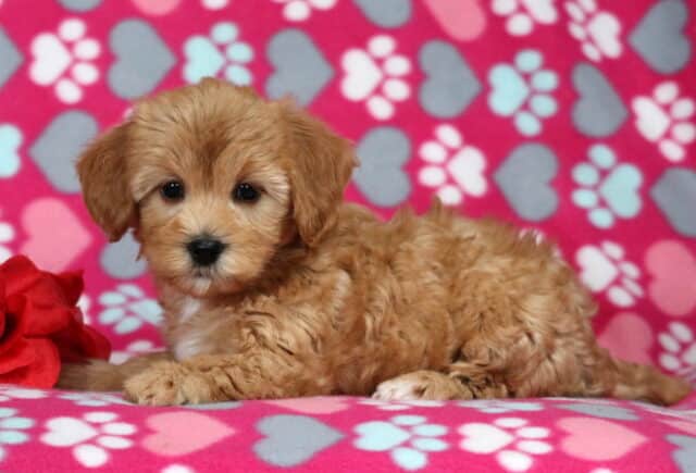Adorable apricot Havapoo puppy lying on a pink heart and paw print blanket next to a red rose, showcasing a fluffy wavy coat, sweet black eyes, and a cuddly teddy bear appearance. image