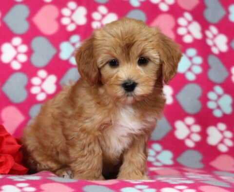 Fluffy apricot Havapoo puppy sitting on a pink heart and paw print blanket beside a red rose, featuring a soft curly coat, dark expressive eyes, and an irresistible teddy bear look.