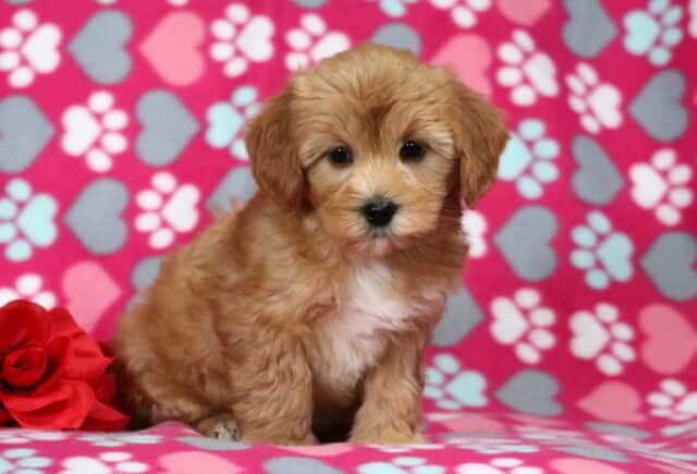 Fluffy apricot Havapoo puppy sitting on a pink heart and paw print blanket beside a red rose, featuring a soft curly coat, dark expressive eyes, and an irresistible teddy bear look. image