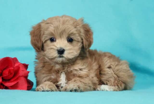 Fluffy apricot Havapoo puppy lying on a teal backdrop beside a red rose, showcasing a soft curly coat, dark round eyes, and a sweet relaxed pose. image