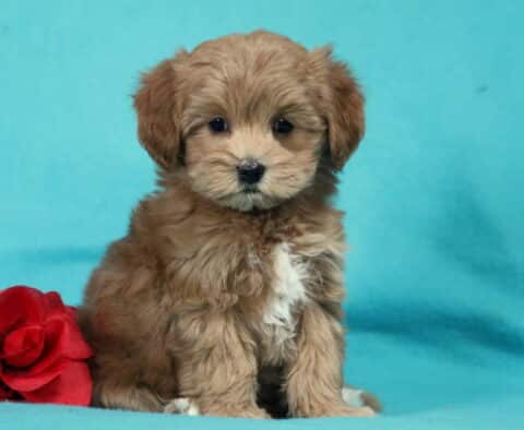 Adorable apricot Havapoo puppy sitting upright on a teal backdrop next to a red rose, featuring a fluffy wavy coat, expressive dark eyes, and a small white chest marking.