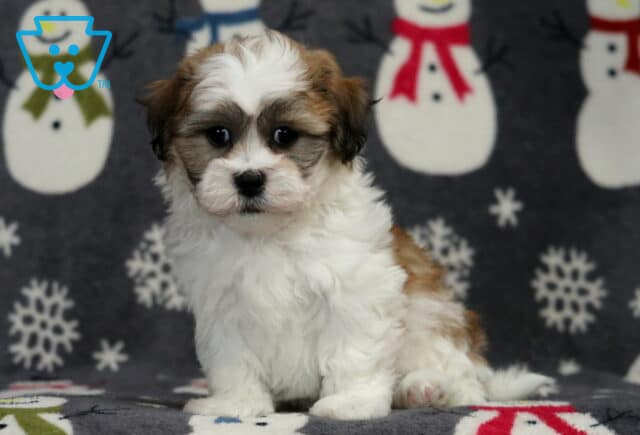 Shichon puppy sitting on a snowman-patterned blanket, featuring a fluffy white coat with light brown markings on the ears and face, dark round eyes, and a gentle, sweet expression in a winter-themed photo setup. image