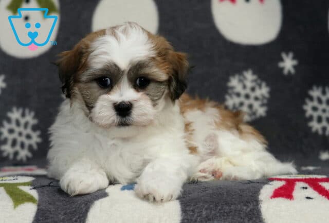Shichon puppy lying on a winter snowflake blanket, with a fluffy white coat, soft brown and gray facial markings, round dark eyes, and a relaxed pose in a cozy holiday-themed setting. image