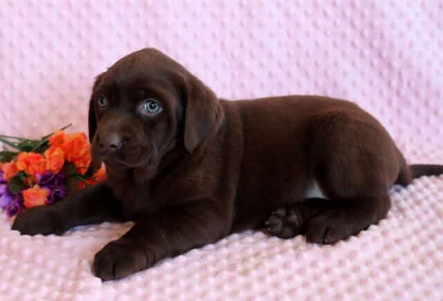 Cinderella Lab image