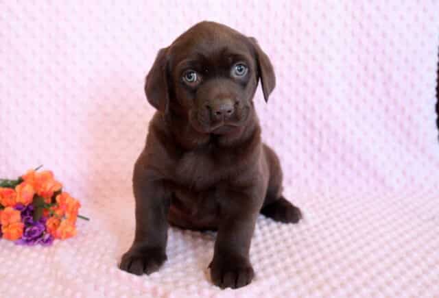 Cinderella Lab2 image