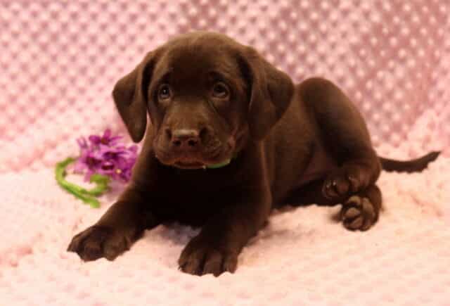 Chocolate Labrador Retriever puppy lying on a soft pink blanket with purple flowers, gentle expression and floppy ears, family-raised and well socialized. image