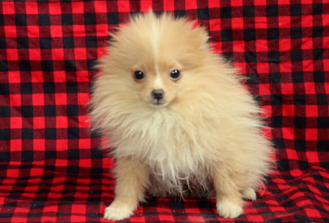 Cream Pomeranian puppy with fluffy coat sitting on red and black buffalo plaid blanket, small toy breed puppy with bright eyes and compact body. image