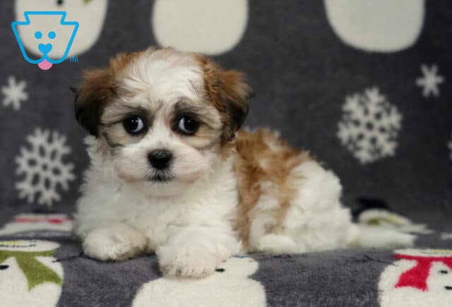 Clair Shichon2 image