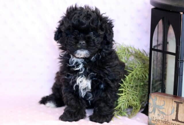 Clementine Shihpoo image