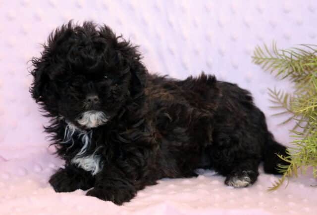 Clementine Shihpoo2 image