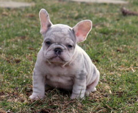 Coco Frenchie
