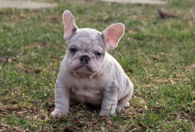 Light gray French Bulldog puppy sitting on grass outdoors, showcasing a stocky build, smooth pale coat, upright bat ears, short muzzle, and soft facial wrinkles with a calm, sweet expression. image
