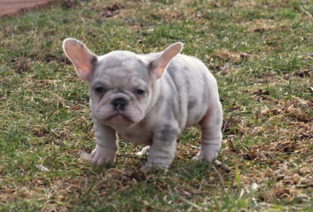 Pale gray French Bulldog puppy standing on grass outdoors, featuring a compact, muscular body, short legs, soft wrinkles, upright bat ears, and a smooth light-colored coat with a curious, alert expression. image