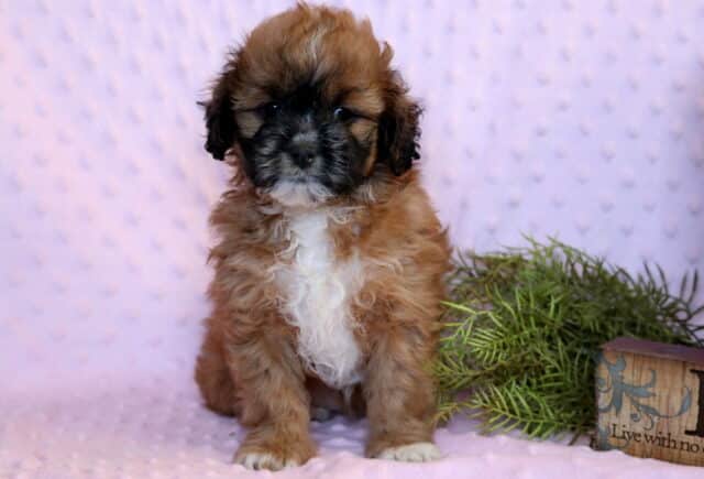 Coco Shihpoo image