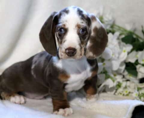 Comet Mini Dachshund
