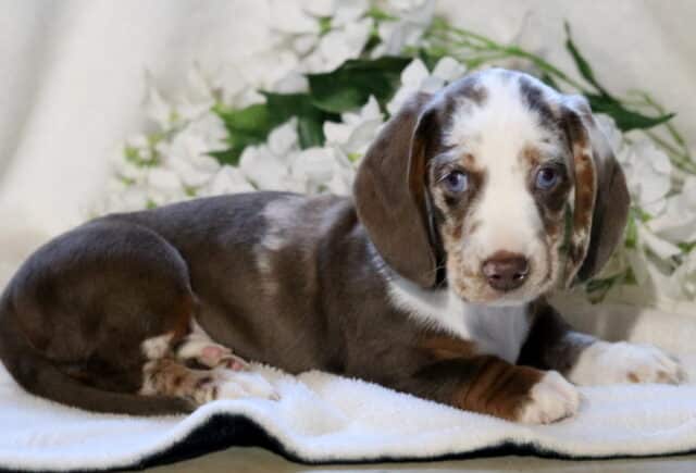 Comet Mini Dachshund2 image