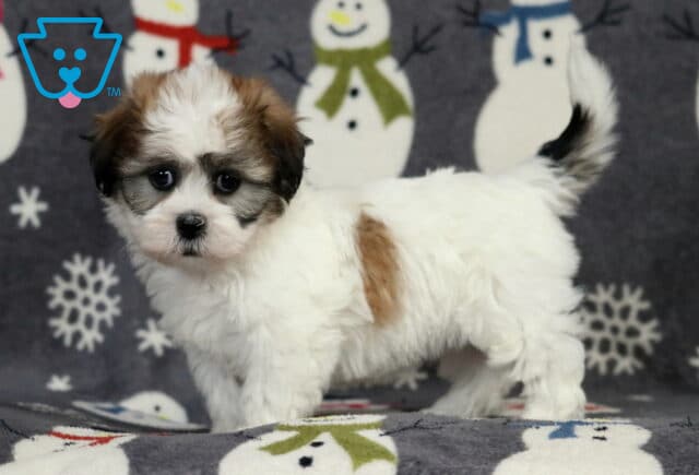 Fluffy Shichon puppy standing on a winter-themed blanket, featuring a mostly white coat with soft brown patches, a curled tail, dark expressive eyes, and a gentle, curious look in front of a snowman backdrop. image
