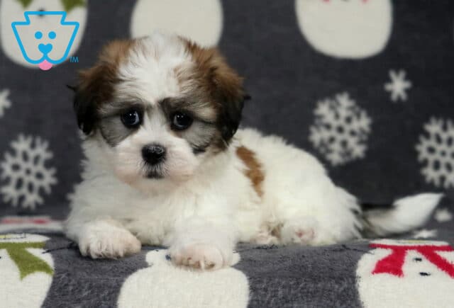 Shichon puppy lying on a winter-themed blanket, showing a fluffy white coat with soft brown markings, dark round eyes, a black button nose, and a calm, sweet expression against a snowflake backdrop. image